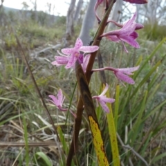 Dipodium roseum (Rosy Hyacinth Orchid) at Boro - 10 Dec 2023 by Paul4K