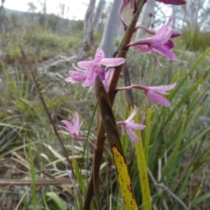 Dipodium roseum at QPRC LGA - 11 Dec 2023