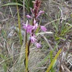 Dipodium roseum at QPRC LGA - 11 Dec 2023