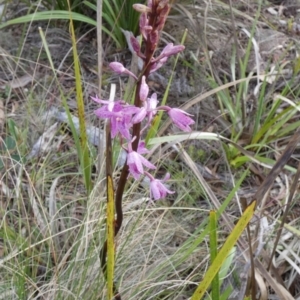 Dipodium roseum at QPRC LGA - 11 Dec 2023