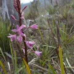 Dipodium roseum at QPRC LGA - 11 Dec 2023