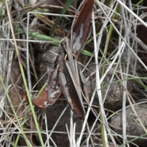 Cryptobothrus chrysophorus at QPRC LGA - 11 Dec 2023