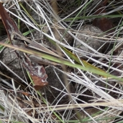 Cryptobothrus chrysophorus at QPRC LGA - 11 Dec 2023