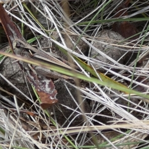 Cryptobothrus chrysophorus at QPRC LGA - 11 Dec 2023