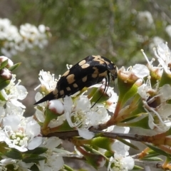 Hoshihananomia leucosticta (Pintail or Tumbling flower beetle) at Boro - 10 Dec 2023 by Paul4K