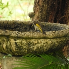 Phylidonyris niger (White-cheeked Honeyeater) at Yengarie, QLD - 11 Dec 2023 by aavankampen