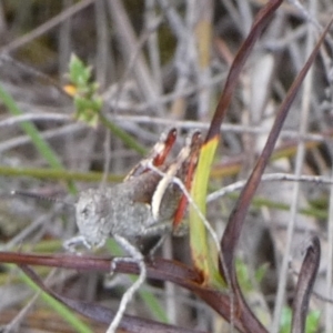 Cirphula pyrrhocnemis at QPRC LGA - suppressed