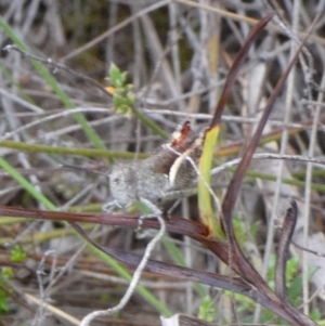 Cirphula pyrrhocnemis at QPRC LGA - suppressed