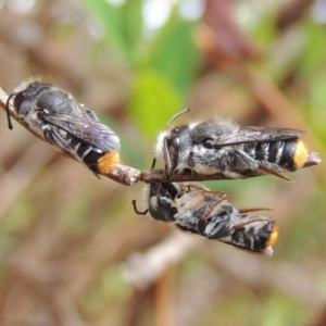 Megachile ferox at Pollinator-friendly garden Conder - 2 Oct 2023