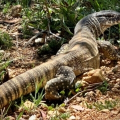 Varanus rosenbergi (Heath or Rosenberg's Monitor) at Michelago, NSW - 13 Nov 2023 by Ged