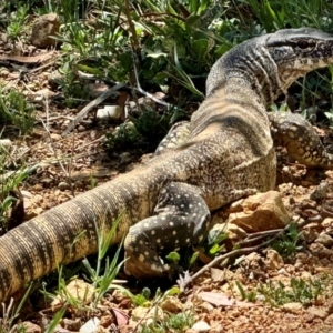 Varanus rosenbergi at Michelago, NSW - 13 Nov 2023