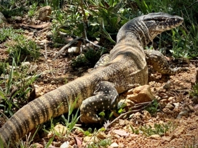 Varanus rosenbergi (Heath or Rosenberg's Monitor) at Michelago, NSW - 13 Nov 2023 by Ged