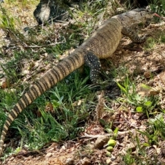 Varanus rosenbergi at Michelago, NSW - suppressed