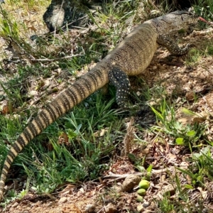 Varanus rosenbergi at Michelago, NSW - suppressed