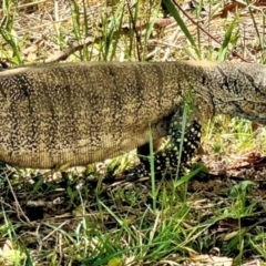 Varanus rosenbergi at Michelago, NSW - suppressed