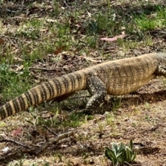 Varanus rosenbergi at Michelago, NSW - 13 Nov 2023