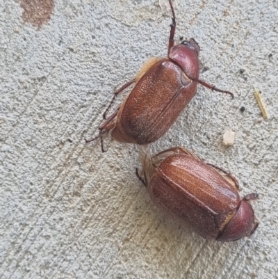 Melolonthini (tribe) (Cockchafer) at QPRC LGA - 12 Dec 2023 by Shairlyn