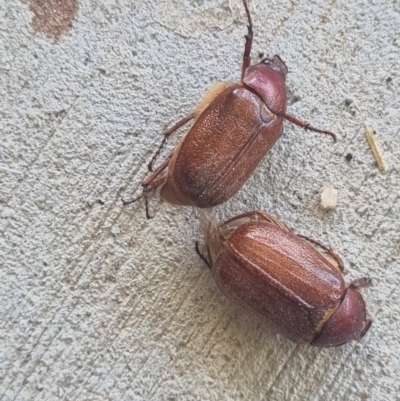 Melolonthini (tribe) (Cockchafer) at QPRC LGA - 11 Dec 2023 by Shairlyn