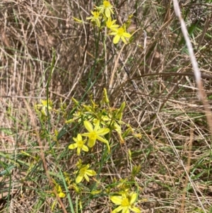 Tricoryne elatior at Mount Majura - 11 Dec 2023 12:58 PM