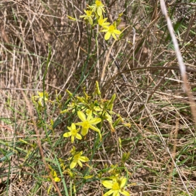 Tricoryne elatior (Yellow Rush Lily) at Watson, ACT - 11 Dec 2023 by waltraud