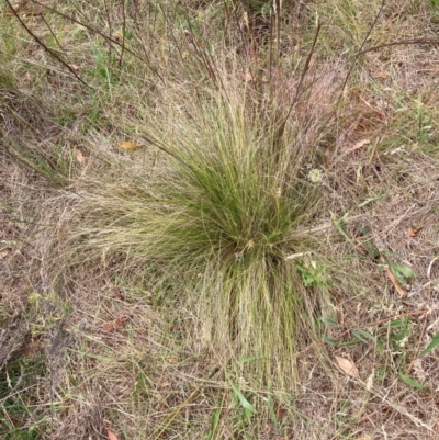 Nassella trichotoma (Serrated Tussock) at Mount Majura - 11 Dec 2023 by waltraud