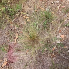 Nassella trichotoma at Mount Majura - 11 Dec 2023 01:57 PM