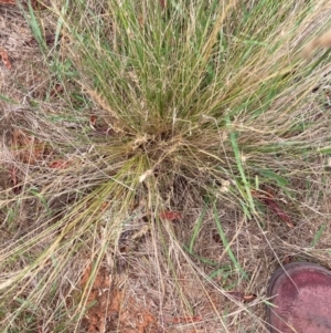 Nassella trichotoma at Mount Majura - 11 Dec 2023 03:43 PM