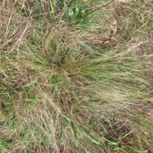 Nassella trichotoma at Mount Majura - 11 Dec 2023