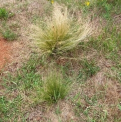 Nassella trichotoma (Serrated Tussock) at Watson, ACT - 11 Dec 2023 by waltraud