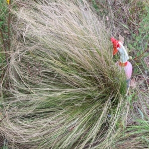 Nassella trichotoma at Mount Majura - 11 Dec 2023