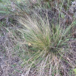 Nassella trichotoma at Mount Majura - 11 Dec 2023 05:51 PM