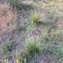 Nassella trichotoma at Mount Majura - 11 Dec 2023