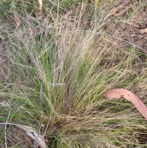 Nassella trichotoma at Mount Majura - 11 Dec 2023 05:45 PM