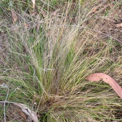 Nassella trichotoma (Serrated Tussock) at Watson, ACT - 11 Dec 2023 by waltraud