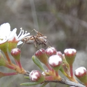 Oxyopes sp. (genus) at QPRC LGA - suppressed