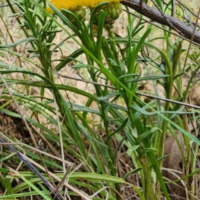 Rutidosis leptorhynchoides (Button Wrinklewort) at Blue Gum Point to Attunga Bay - 12 Dec 2023 by Steve818