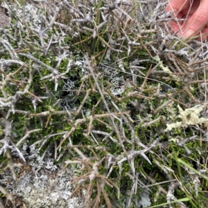 Melicytus angustifolius subsp. divaricatus at Namadgi National Park - 10 Dec 2023