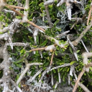 Melicytus angustifolius subsp. divaricatus at Namadgi National Park - 10 Dec 2023