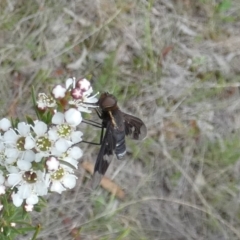 Balaana sp. (genus) at QPRC LGA - 11 Dec 2023