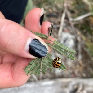 Cleobora mellyi at Namadgi National Park - 10 Dec 2023