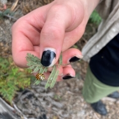 Cleobora mellyi at Namadgi National Park - 10 Dec 2023