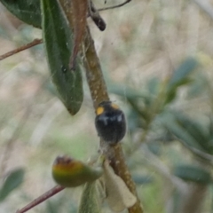 Apolinus lividigaster (Yellow Shouldered Ladybird) at Bicentennial Park - 11 Dec 2023 by Paul4K