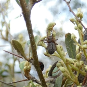 Badumna sp. (genus) at QPRC LGA - 12 Dec 2023