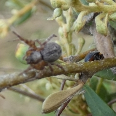 Badumna sp. (genus) at QPRC LGA - 12 Dec 2023