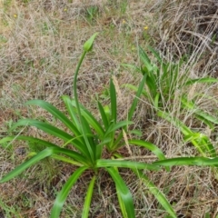 Agapanthus praecox subsp. orientalis (Agapanthus) at Isaacs Ridge and Nearby - 12 Dec 2023 by Mike