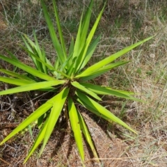Yucca aloifolia (Spanish Bayonet) at Isaacs Ridge and Nearby - 12 Dec 2023 by Mike