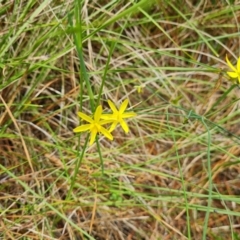 Tricoryne elatior (Yellow Rush Lily) at Isaacs Ridge and Nearby - 12 Dec 2023 by Mike