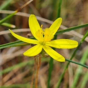 Tricoryne elatior at Isaacs Ridge and Nearby - 12 Dec 2023