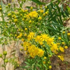 Senecio pterophorus (African Daisy) at Isaacs Ridge and Nearby - 12 Dec 2023 by Mike