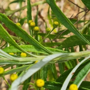 Senecio pterophorus at suppressed - 12 Dec 2023